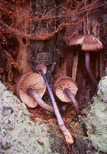 Leptonia tjallingiorum